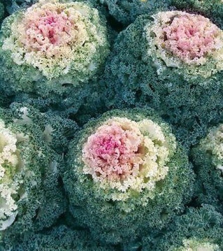 Decorative ornamental cabbage - /ornamental,