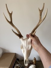 Sika Stag Skull And Antlers -
