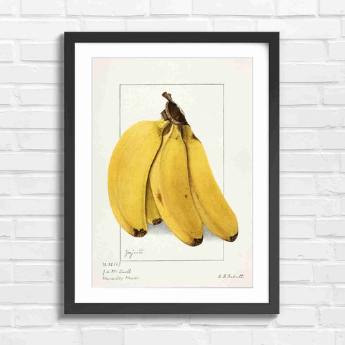 Botanical vintage - botanical,