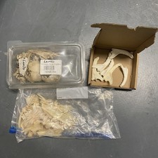 mixed animal skull bone bundle