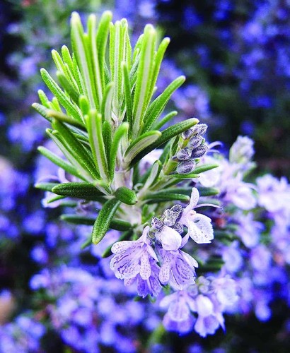 Rosemary roman beauty large - -,