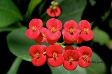 100 Seeds Euphorbia Milii