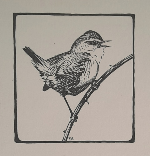Wren peter scott bird - bird, print