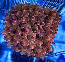 ***Rainbow Bubble Tip Anemone