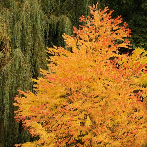 Ornamental tree toffee - tree,,