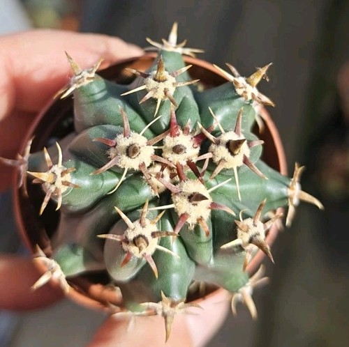 Ferocactus townsendianus - ferocactus,