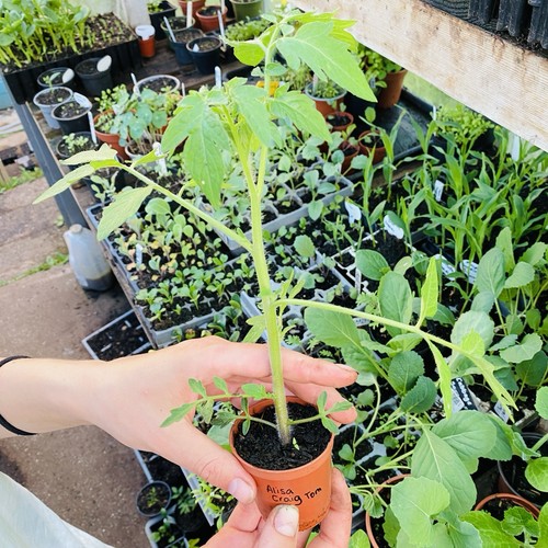 Alisa craig tomato 2 - craig,