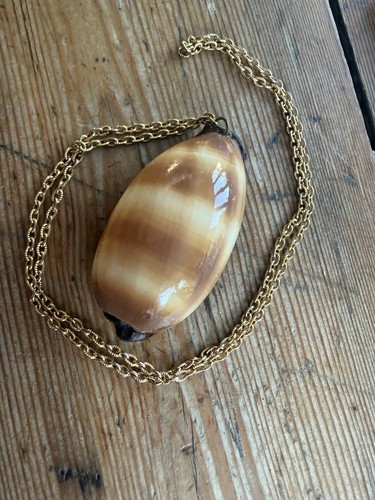 Stunning large vintage - stunning, cowrie