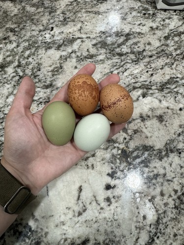 Marbar hatching eggs maran - eggs, (maran