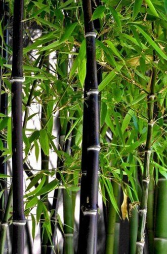 Litre pot bamboo - pot,