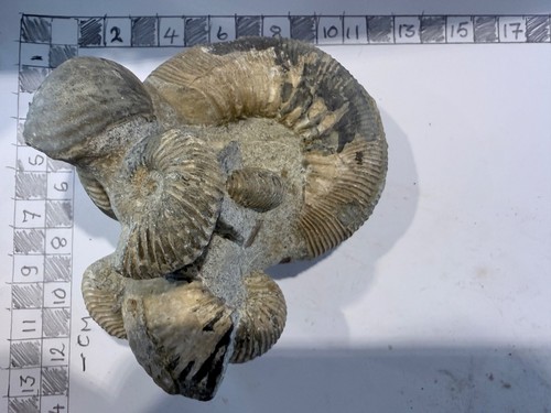 Ammonite fossil - ammonite,