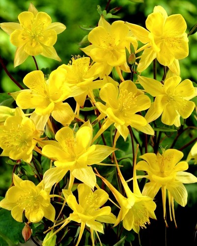 Columbine aquilegia chrysantha - columbine,