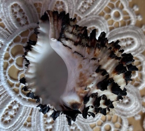 Vintage black murex shell - murex,