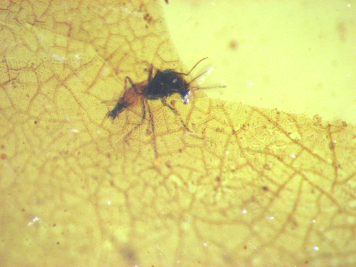 Cretaceous amber fossil - amber,