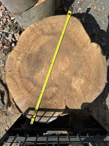 Beech tree wood slabs - wood,