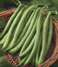50 Seeds Climbing French Bean BLUE LAKE Gourmet Variety Sweet Stringless Tender