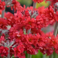 Primula Candlelight
