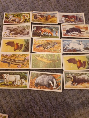 Brooke bond tea trade cards - tea,