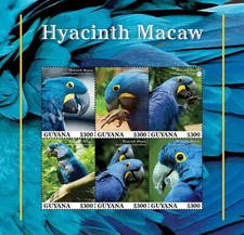 HYACINTH MACAW Bird Parrot