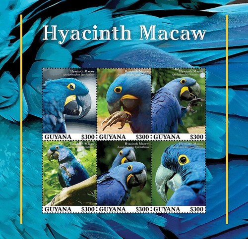 Hyacinth macaw bird parrot - hyacinth,