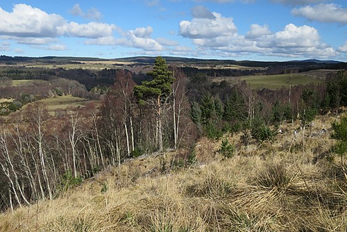 Photo 6x4 wooded slope - photo,