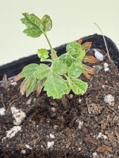 Rare Boswellia sacra