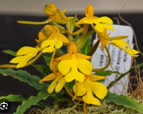 Habenaria noid mystery - habenaria, colour