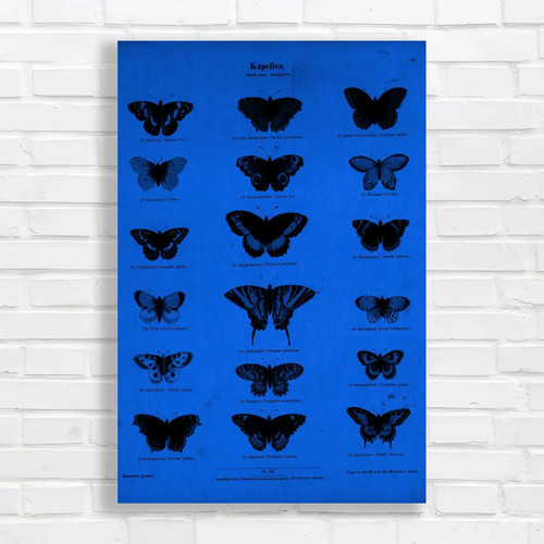 Vintage butterfly species rare - butterfly,