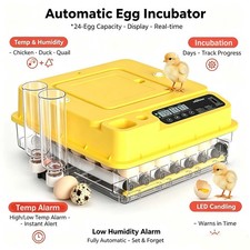 Eggs incubator temperature - 24,