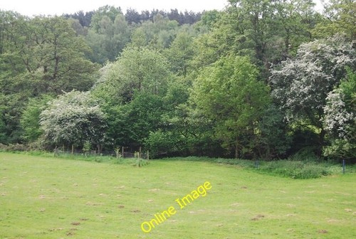 Photo 6x4 trees - 6x4, the