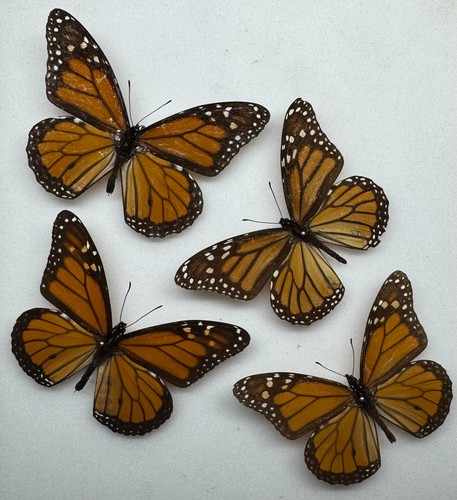 Real butterfly monarch - real,