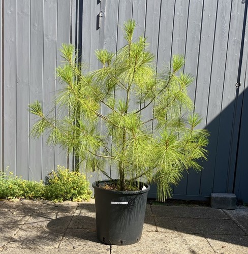 Pinus wallichiana bhutan - pinus,