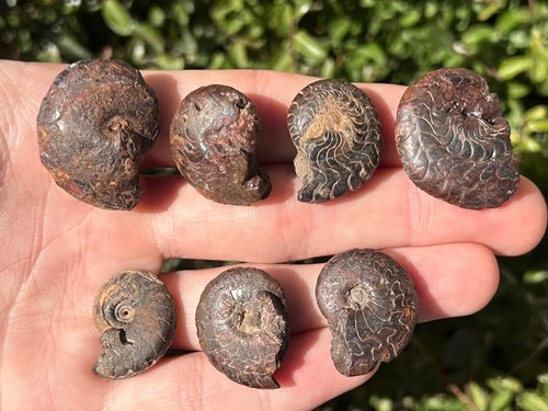 Fossil goniatites lot - fossil,
