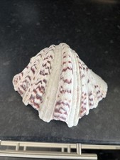 Vintage clam sea - clam, purple