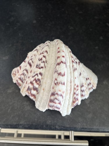 Vintage clam sea - clam, purple