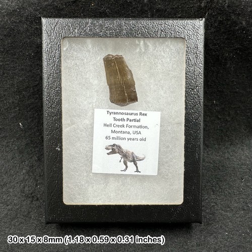 Tyrannosaurus rex tooth fossil - tooth,