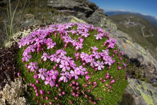 Silene snowdon perennial - 3,