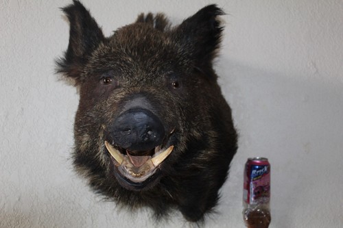 Giant wild boar - giant, hog