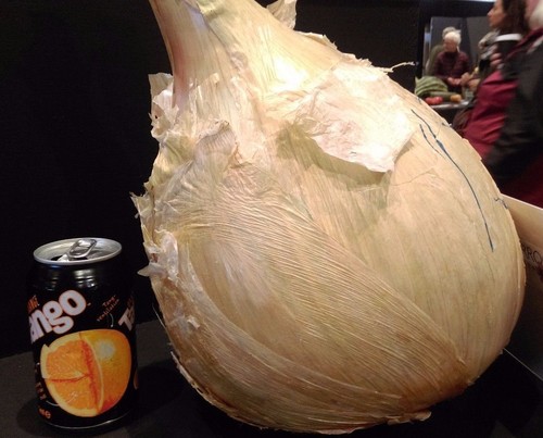 Onion seed giant exhibition - seed, -giant