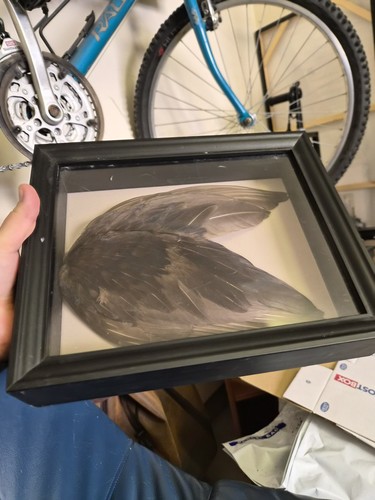 Large bird wing - large,