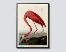 American flamingo print john - print,,