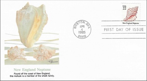 Seashells new england neptune - new,