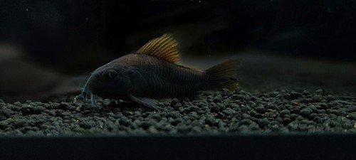 Black venezuela cory - cory,