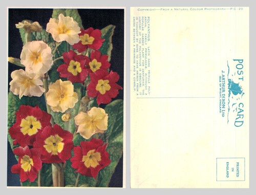 Vintage postcard polyanthus - vintage,