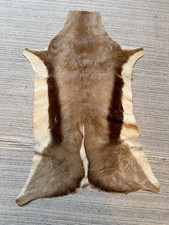 Springbok Skin Hide Fur 34 x 19 inch, great condition