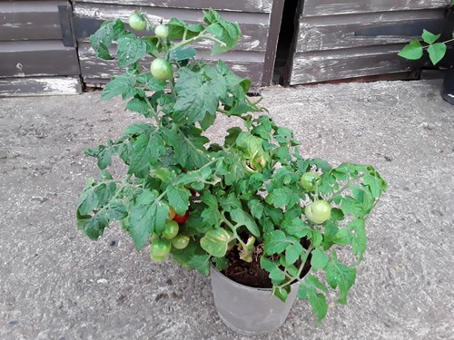 Your best tomatoes - tomatoes, patio