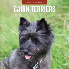 Cairn Terriers 2026 Square Wall Calendar