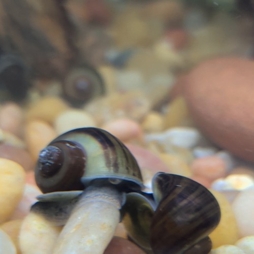 Live freshwater aquarium - live,