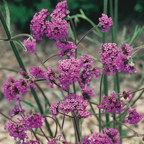Tall perennial plant verbena - tall,
