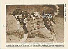 ALASKA AN ESKIMOS DOG HUSKY AND PUP   c 1930 illustration PRINT